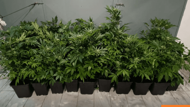 Θεσσαλονίκη: Σύλληψη 47χρονου με εργαστήριο κάνναβης