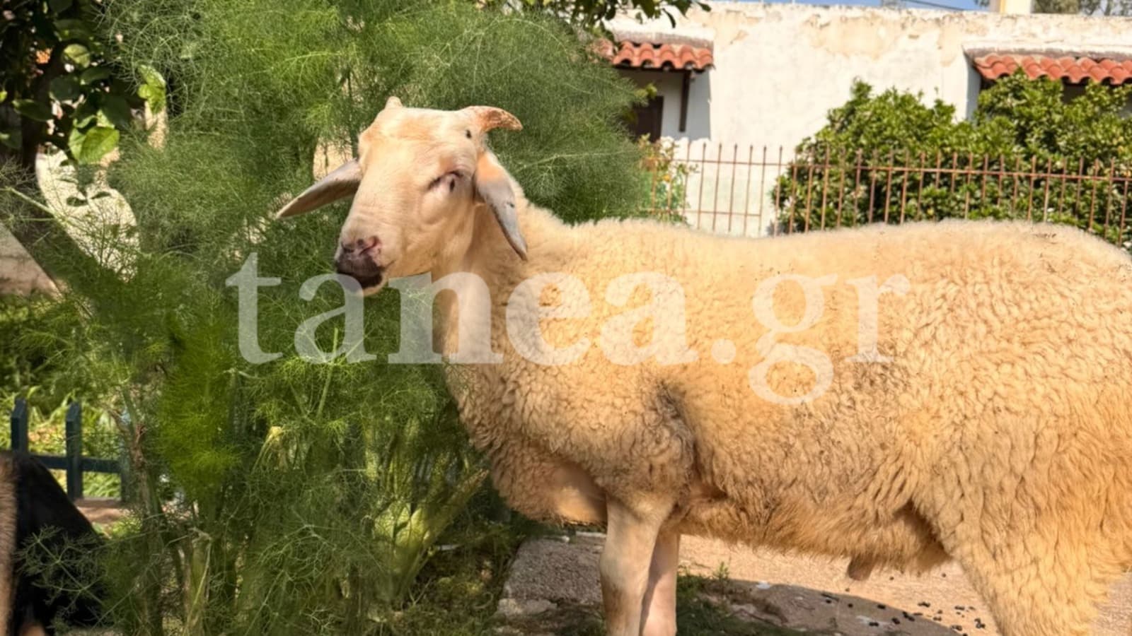 Νόμος 4830/2021: Βασανισμός ζώου διώκεται ποινικά