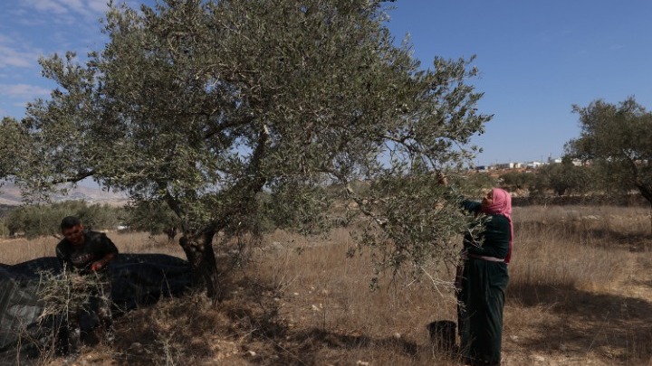 ΜαΧΑΙΡΩΜΕΝΑ ΔΕΝΤΡΑ ΣΤΗ ΔΥΤΙΚΗ ΟΧΘΗ