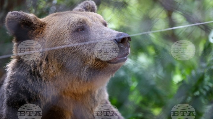 Νέες Αρκούδες Φτάνουν στο Καταφύγιο της Βουλγαρίας