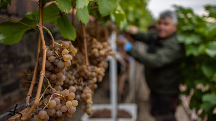 Ανάλυση: Παραγωγή Οίνου Αυξήθηκε Ελαφρώς το 2025 Λόγω Κλιματικών Διακυμάνσεων