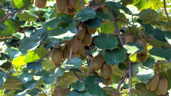 Ελληνικό ακτινίδιο: Βήμα προς την έναρξη εξαγωγών στο Βιετνάμ