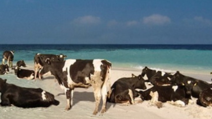 Κρίση με τις αγελάδες στο φορτηγό πλοίο της Τουρκίας