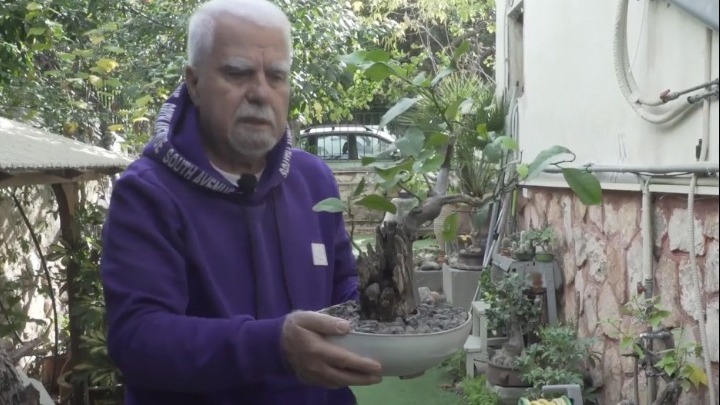 Ο Μαγικός Κόσμος των Μπονζάι: Η Τέχνη της Υπομονής και του Χρόνου