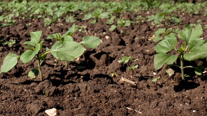 Συμφωνία για την Ανάπτυξη Νέων Γονιδιωματικών Τεχνικών στην Ευρωπαϊκή Γεωργία