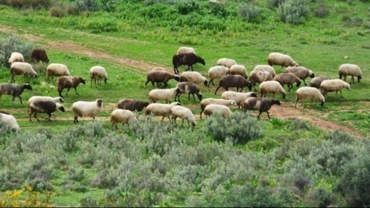 Αποζημιώσεις 50 εκατομμυρίων ευρώ για κτηνοτρόφους λόγω ευλογίας αιγοπροβάτων