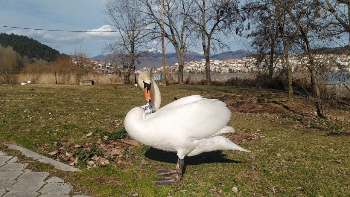 Ανατριχιαστική Ιστορία Αρσενικού Κύκνου: Απώλεια, Αγάπη και Ελπίδα