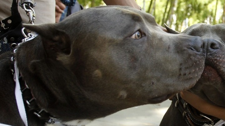 Τραγωδία στον 'Αγιο Λέοντα Ζακύνθου: Παιδί θύμα άγριας επίθεσης πίτμπουλ