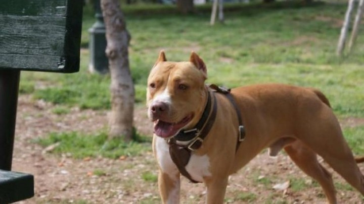 Τραγωδία στη Ζάκυνθο: Εξόδιος Ακολουθία για το Δύο Ετών Παιδί που Δάγκωσε Σκύλος