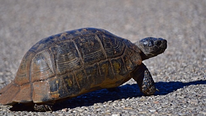 Ανακοίνωση Interpol: Ρεκόρ λαθρεμπορίου ζώντων ζώων το 2025