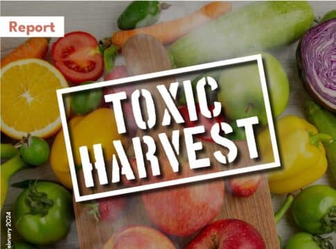 Ανησυχητικά ευρήματα για PFAS και φυτοφάρμακα στα ελληνικά αυγά
