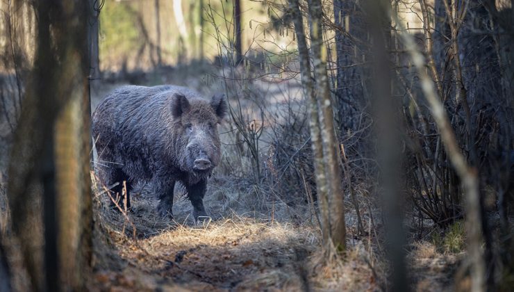 Αντιδράσεις για τις Επιχειρήσεις Θανάτωσης Αγριόχοιρων στην Πολιτεία