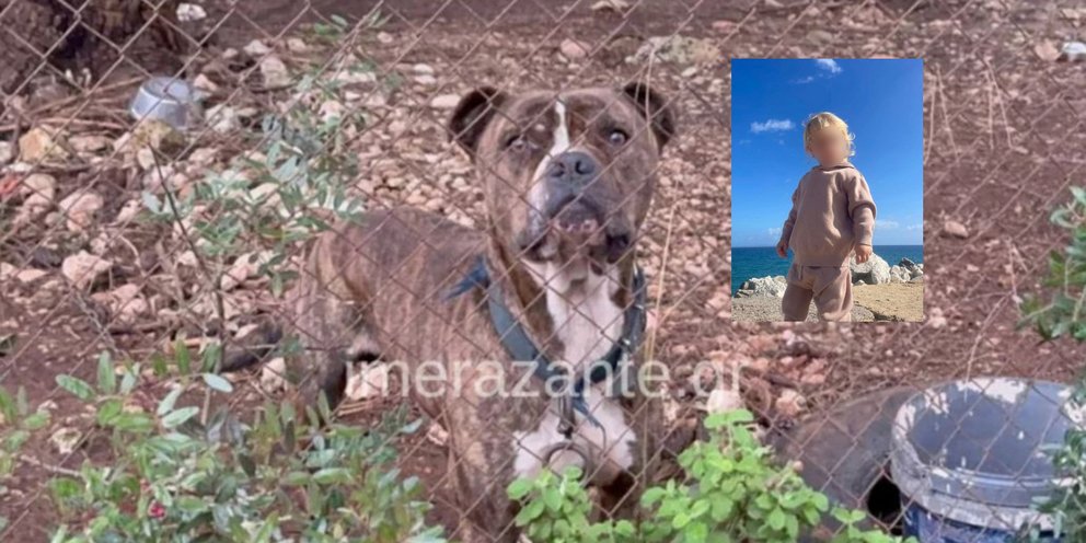 Δραματική απώλεια δίχρονου Λίο από επίθεση πίτμπουλ στη Ζάκυνθο