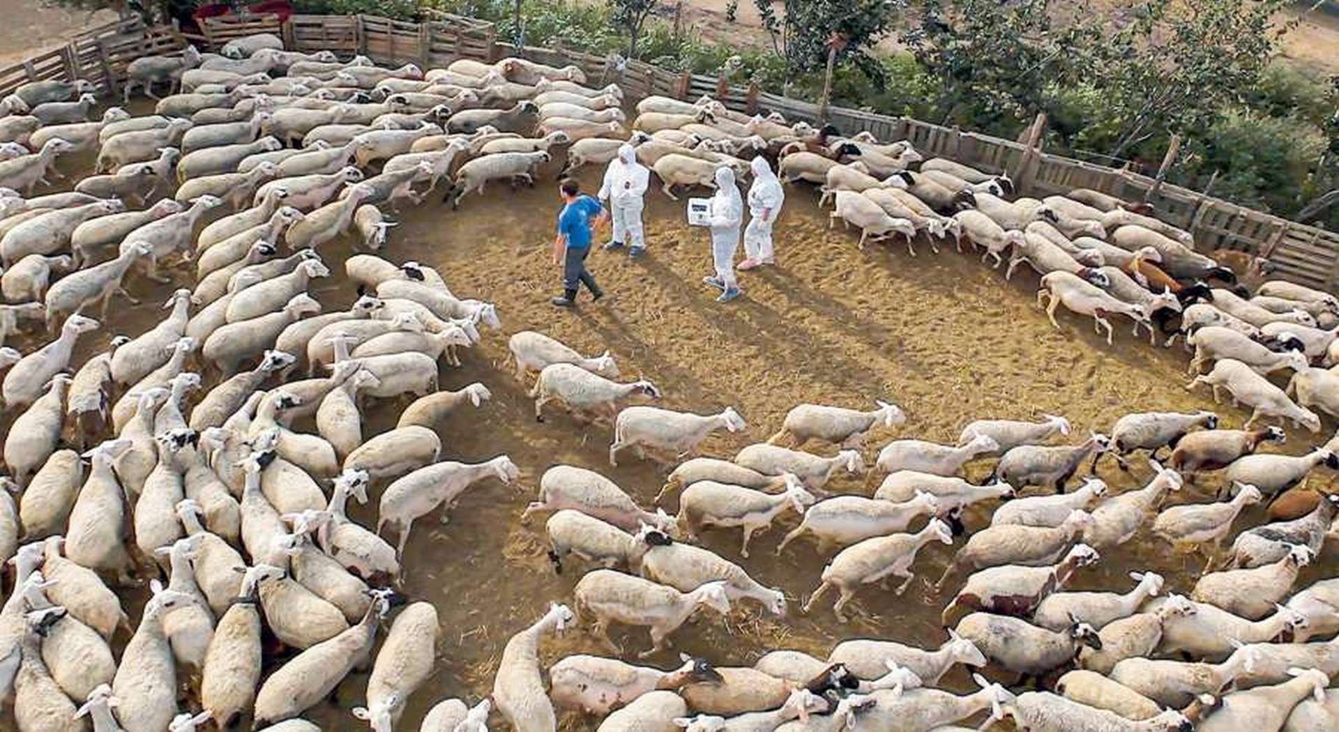 Εισαγγελική Έρευνα για Θανάτωση Ζώων και Ανύπαρκτη Φυλή Ρουμλουκίου