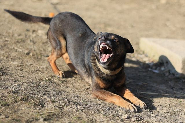 Επίθεση ροτβάιλερ σε 76χρονο στην Καλαμάτα: Σοκαριστικές λεπτομέρειες