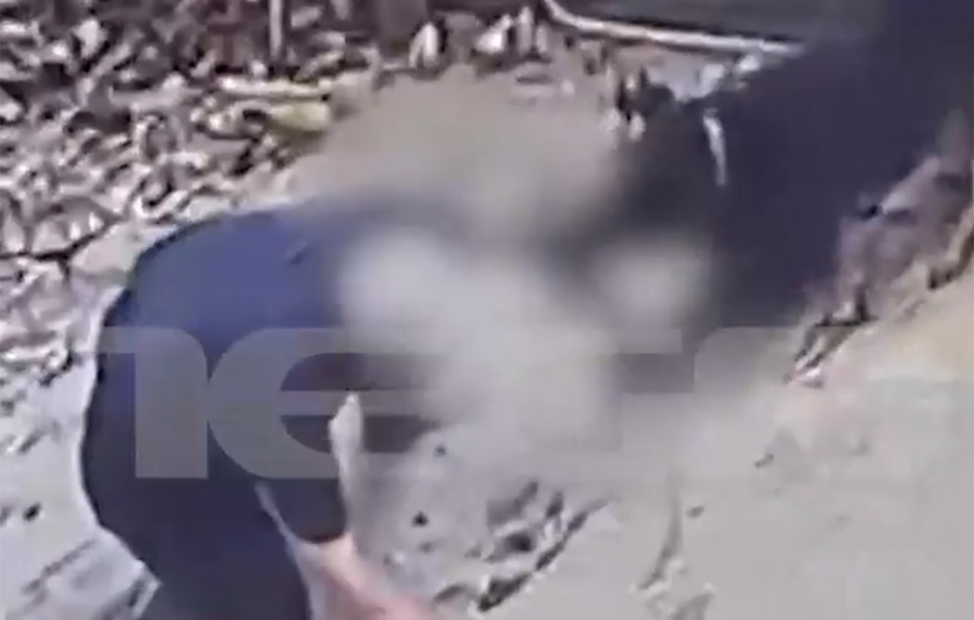 Σοβαρός τραυματισμός 76χρονου από ροτβάιλερ στην Καλαμάτα